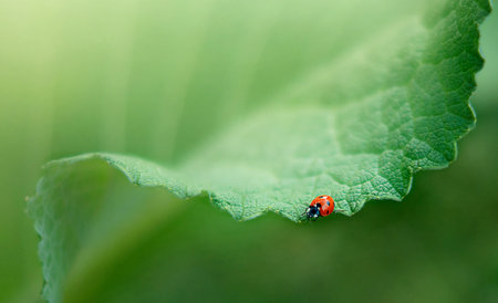 ladybug on a green leaf, macro, green background