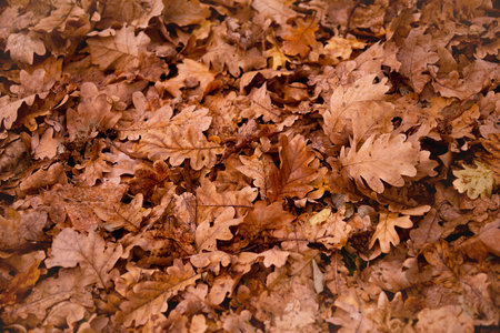 colorful autumn oak leaves lie after the rain. Outside. This colorful image of fallen autumn leaves...