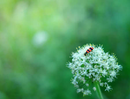 green background, bow, white flower with red insect, copy spaceの写真素材