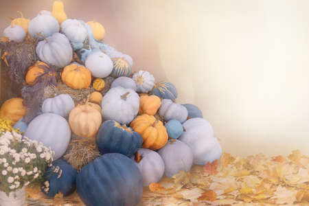 Bunch of pumpkins and autumn leaves in sunlight, copy space. Autumn background, harvest. Thanksgiving Day. Halloween.の写真素材