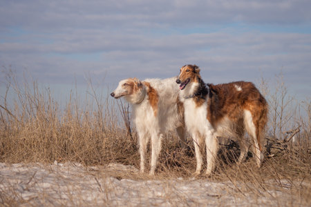 Two dogs of the Russian greyhound breed stand on a winter field. Winter recreation, huntingの写真素材