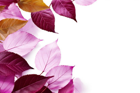 Autumn leaves on a white background with copy space for your textの素材