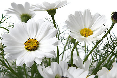 White daisies on a white background. Shallow depth of fieldの素材