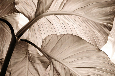 Tropical palm leaf texture background. Close-up of a tropical leafの素材