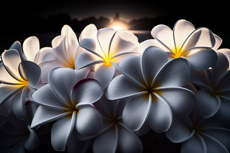 White frangipani flowers on dark background with copy space.の素材