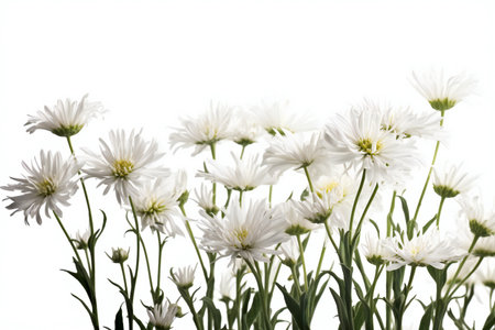 white daisies isolated on white background with copy space for textの素材