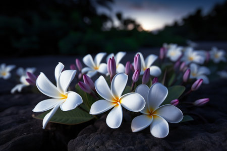 Plumeria flower on the ground with nature background, Thailand.の素材