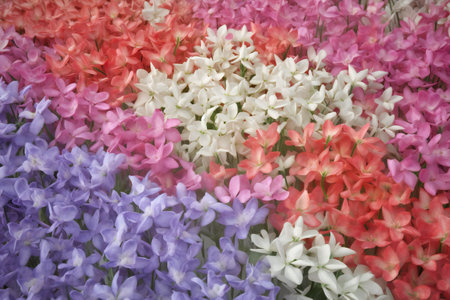 Colorful hyacinths in the garden, closeup of photoの素材