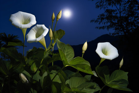 Morning glory flowers in the garden at night with full moon background.の素材