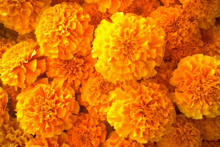 Marigold flowers background. Beautiful Marigold flowers background.の素材