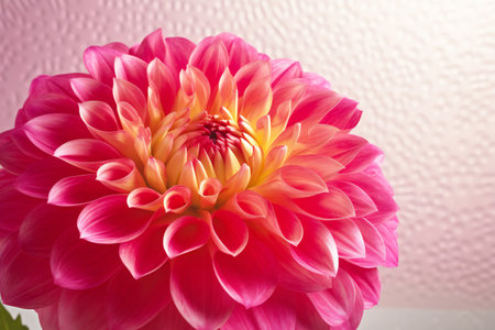 Beautiful pink dahlia flower on white background, closeupの素材