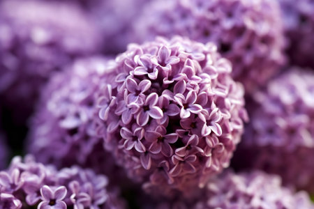 Purple lilac flowers close-up macro photography. Lilac background.の素材
