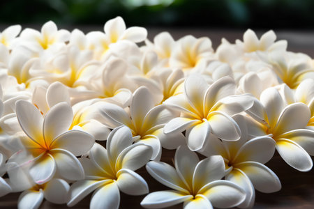 Frangipani flowers on wooden background, close up, selective focusの素材