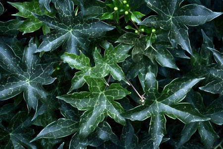 Background of green leaves of ivy, close-up, top viewの素材
