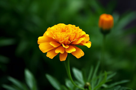 Orange marigold flower with green leaves in the garden background.の素材