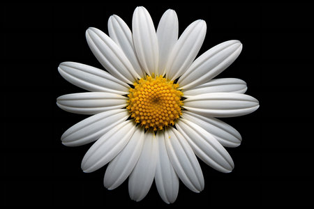 White daisy isolated on black background with copy space for your textの素材