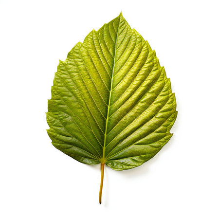 Green leaf isolated on white background  and full depth of fieldの素材