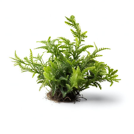Green fern plant isolated on white background.の素材