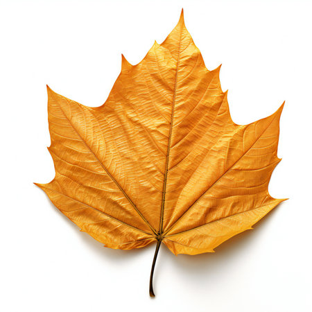 Autumn maple leaf isolated on white background.の素材
