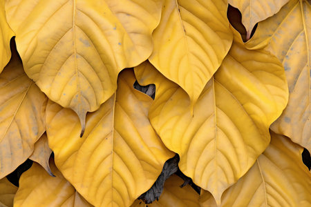 Yellow leaves background. Close up of yellow leaves texture. Natural background.の素材