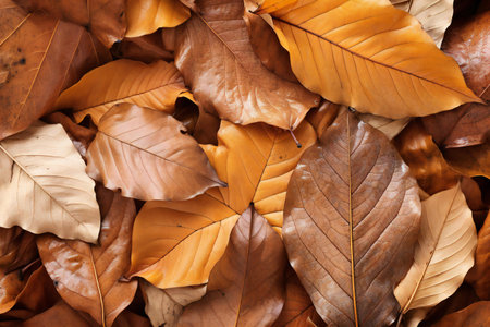 Autumn leaves background. Close up of autumn leaves. Autumn backgroundの素材