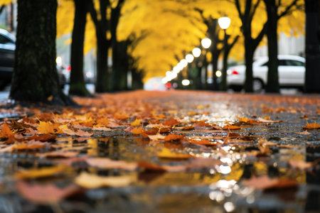 Yellow maple leaves in the rain on the street. Autumn background.の素材
