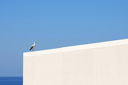 White stork standing on the edge of a building against the blue skyの素材