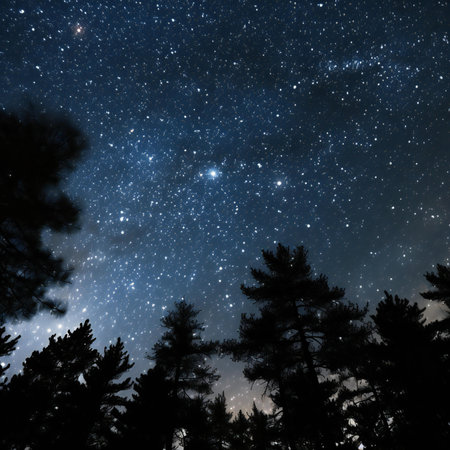 Milky way with stars and pine trees in the forest.の素材