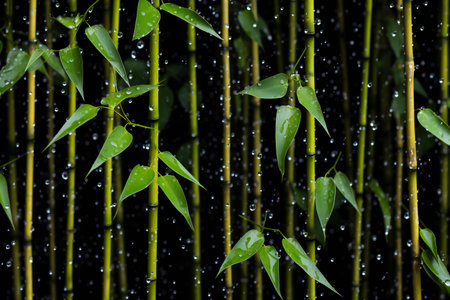 Green bamboo with raindrops on black background. Close-up.の素材