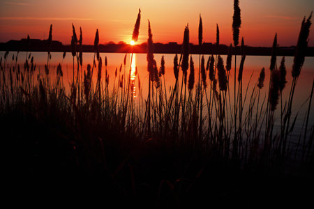 Sunset over the lake with reeds silhouetted by the sunの素材