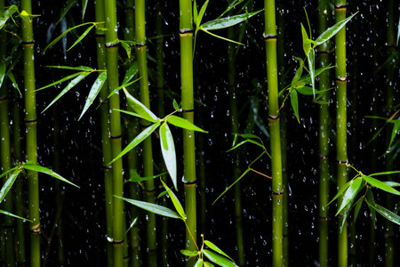 Bamboo forest with raindrops on the leaves. Natural background.