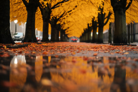 Autumn leaves on the ground in Paris, France. Selective focus.の素材
