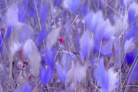 purple flowers on the meadow in the spring. abstract backgroundの素材
