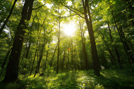 beautiful green forest background in the morning. nature green wood sunlight backgroundsの素材