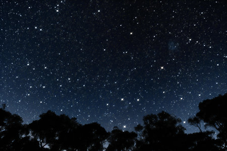 Night sky with stars and silhouette of eucalyptus treesの素材