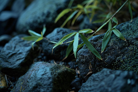 Bamboo leaves on the rock in the garden. Natural background.の素材
