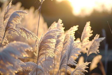 Close up of reeds in the sunlight at sunset. Beautiful natural background.の素材