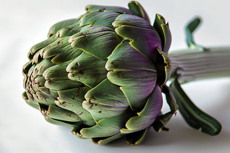 Artichoke on a white background, close-up, studio shotの素材