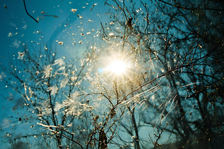 Frozen tree branches against the blue sky with sun rays. Winter backgroundの素材