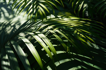 Tropical palm leaves in sunlight. Natural background. Selective focus.の素材
