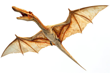 a fantasy dragon isolated on white backgroundの素材