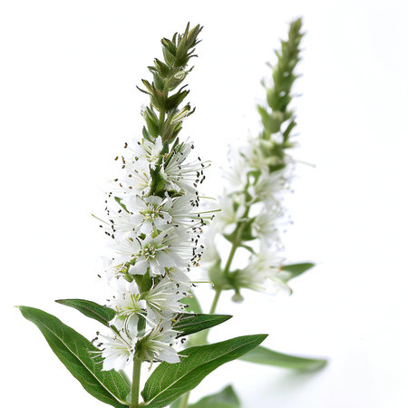 Beautiful white flowers isolated on white background. Shallow dof.の素材