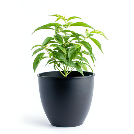 Green pepper plant in black pot isolated on white backgroundの素材