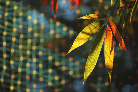 Autumn leaves and bokeh background, closeup of photoの素材