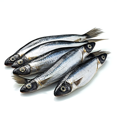 Herring isolated on a white background.の素材