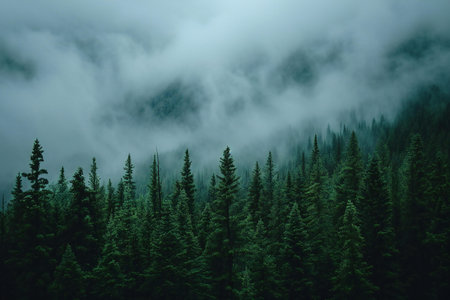 Foggy forest in the mountains. Foggy forest landscape.の素材