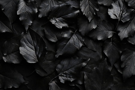 Black leaves on a black background. Top view. Flat lay.の素材