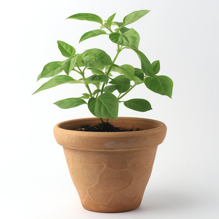 Pepper plant in a terracotta pot isolated on white backgroundの素材
