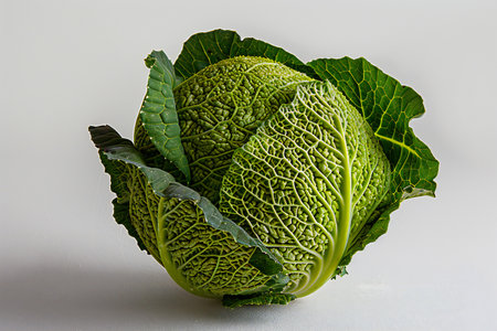 Savoy cabbage isolated on white background. Fresh savoy cabbage.の素材