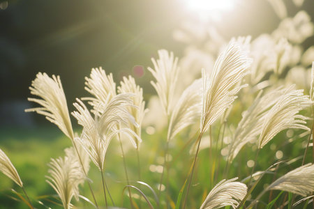 Grass flower with sunlight in the morning. (Pennisetum pennisetum)の素材